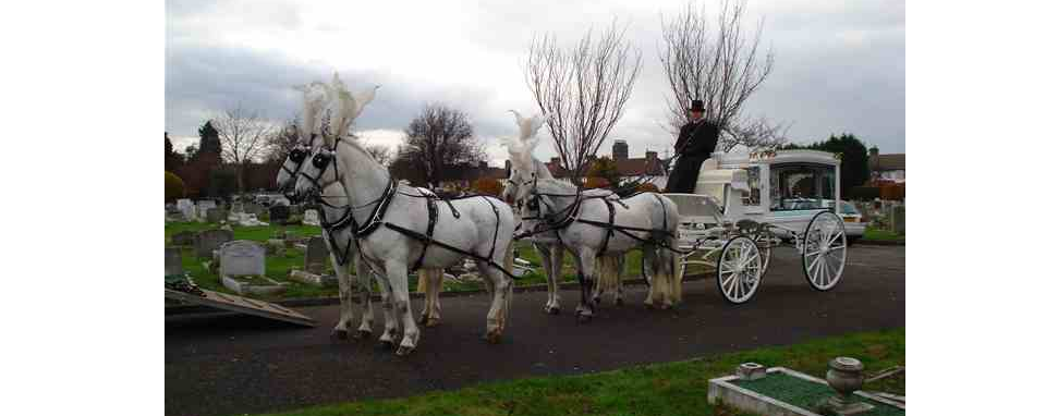Team-White-Carriage